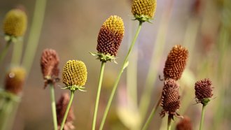 Coneflowers in Nahaufnahme