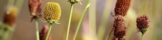 Coneflowers in Nahaufnahme