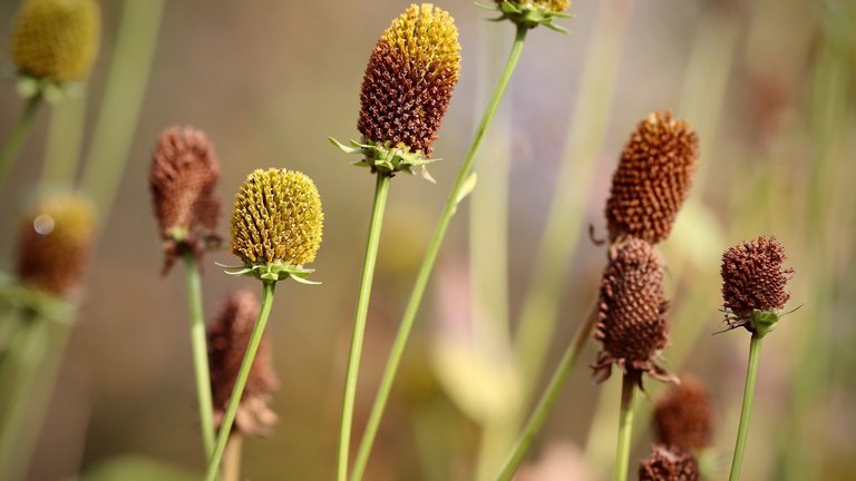 Coneflowers in Nahaufnahme