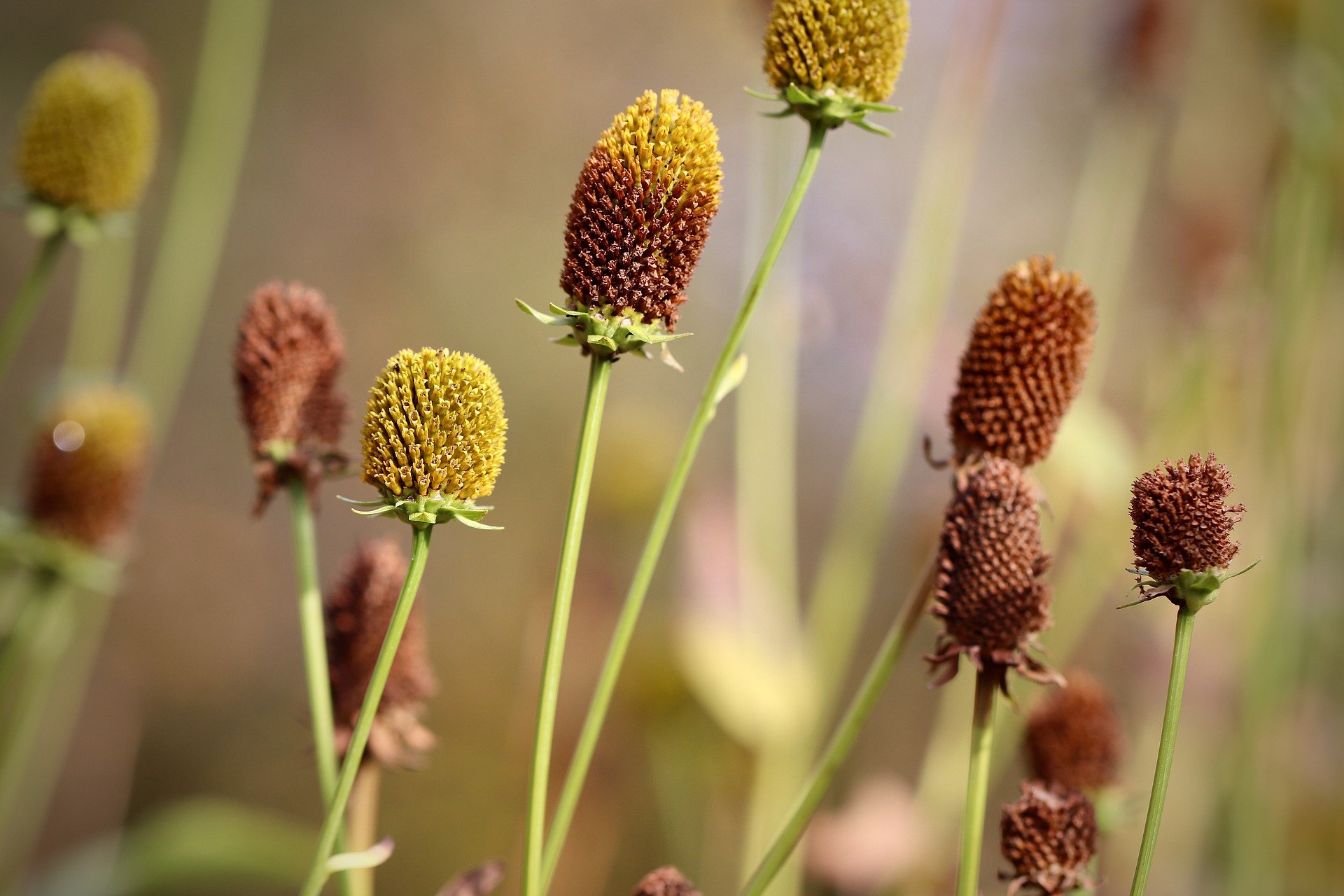 Coneflowers in Nahaufnahme